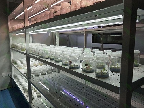 巫山植物组织培养实验室设计建设方案